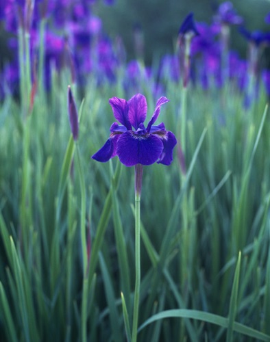 Presby Iris Gardens, Montclair, NJ.jpg